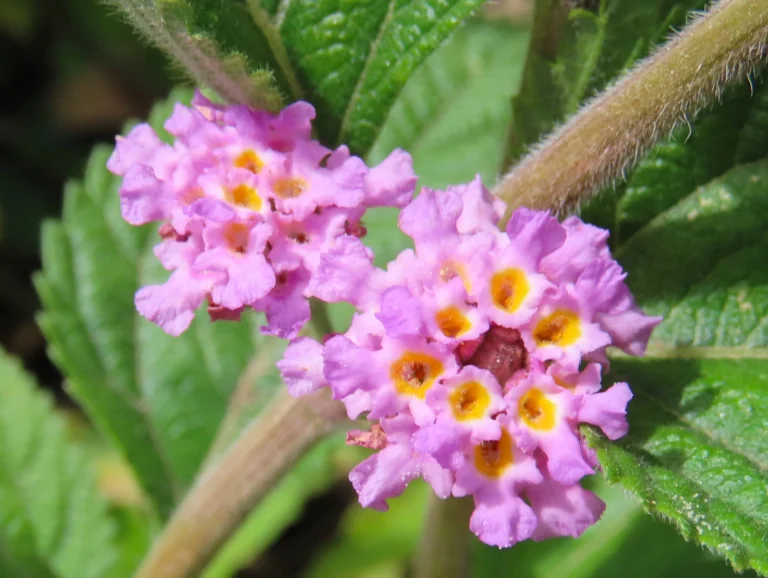 Lantana fucata