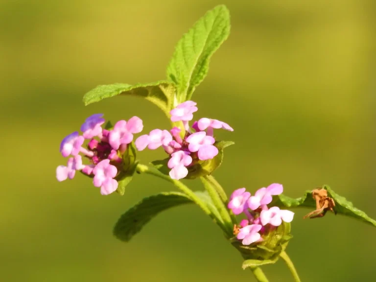 Lippia alba