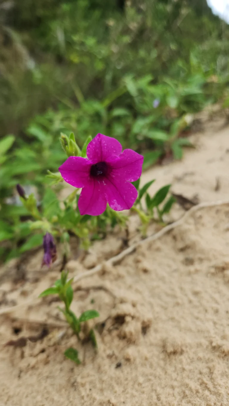 Petunia integrifolia (3)