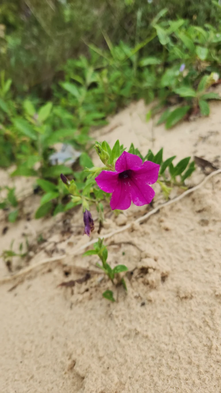 Petunia integrifolia (1)