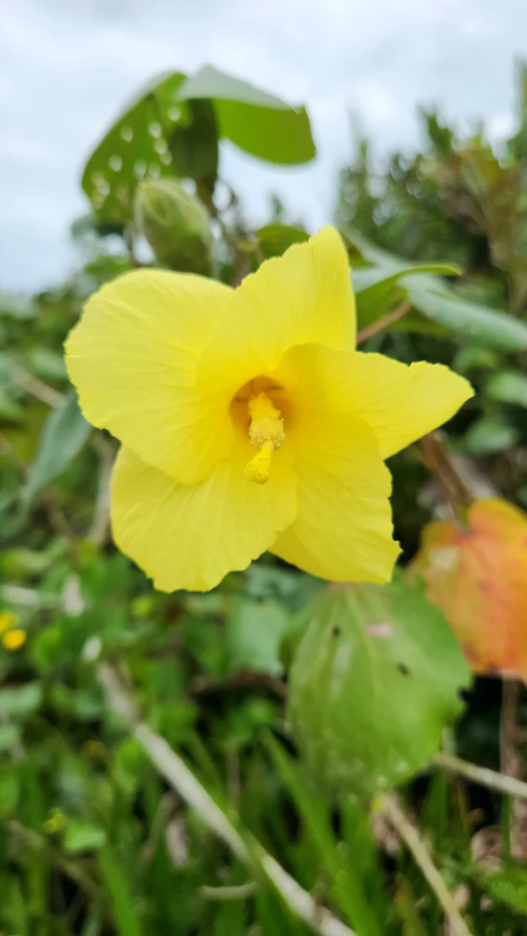 Talipariti pernambucensis ou Hibiscus tiliaceus subsp. pernambucensis