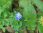 Veronica persica -Exótica (2)