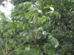 Rio do Sul, Hary Hobus (480)