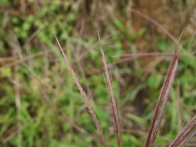 Rio do Sul, Fazenda na divisa com Ibirama (80)