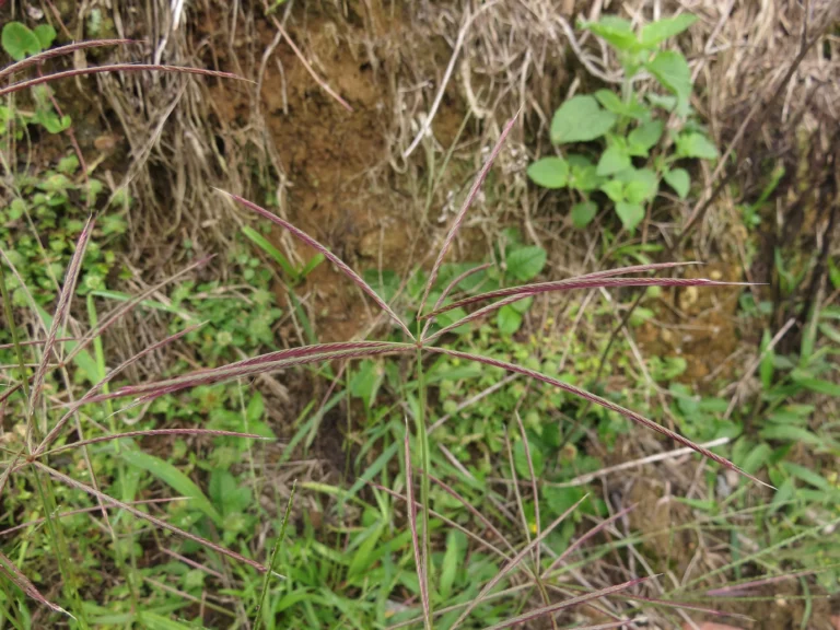 Rio do Sul, Fazenda na divisa com Ibirama (83)