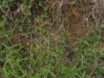 Rio do Sul, Fazenda na divisa com Ibirama (85)