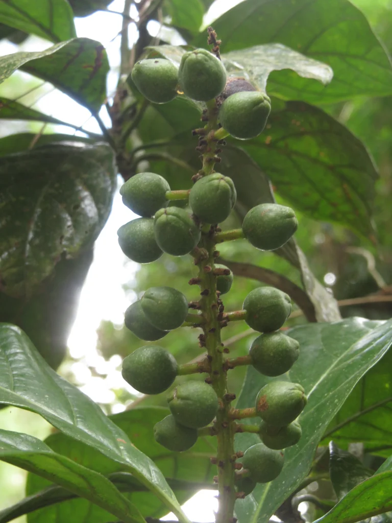 Rio do Sul, Serra do Tucano (182)