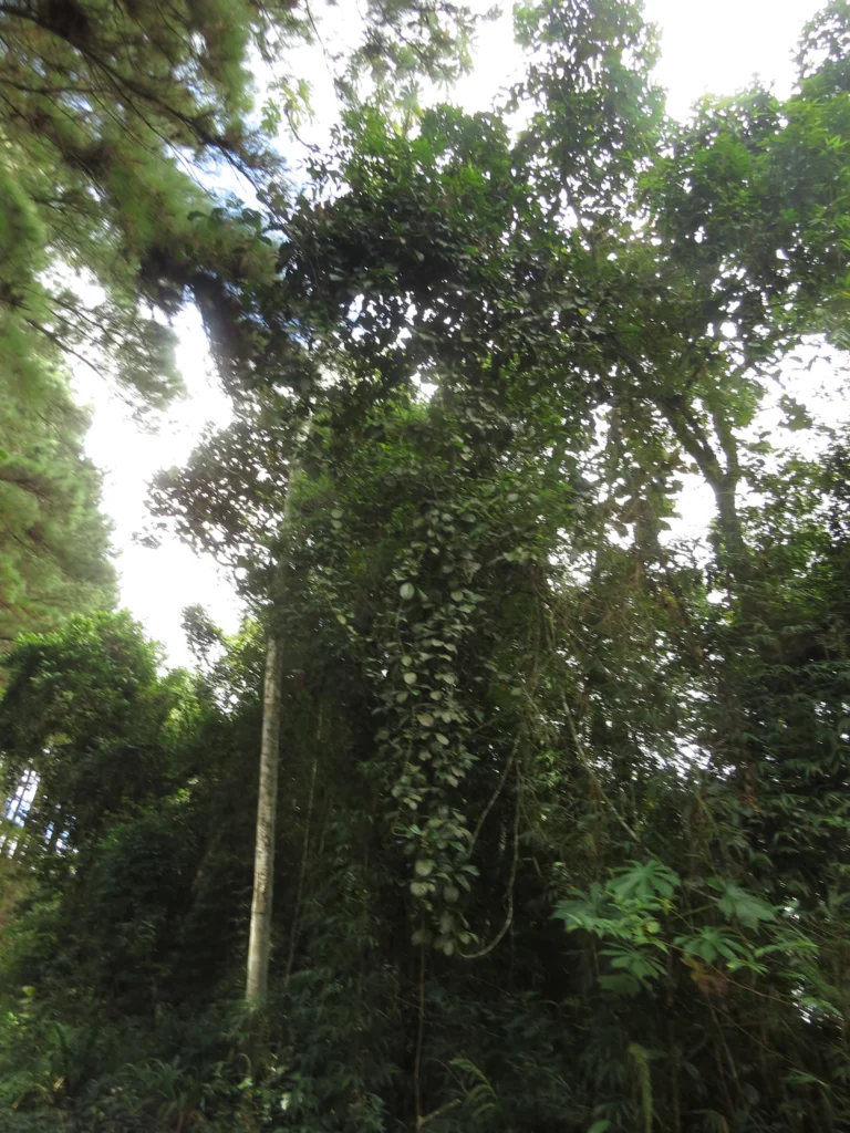 Rio do Sul, Serra do Tucano (184)