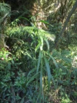 Rio do Sul, Estrada do Morro do Funil (335)