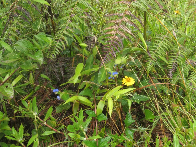 Rio do Sul, Lixão (223)