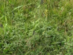 Rio do Sul, Bremer – green park e redondezas (11)