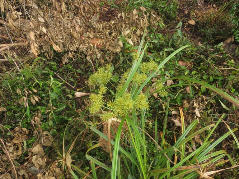 Rio do Sul, área da arrozeira (182)