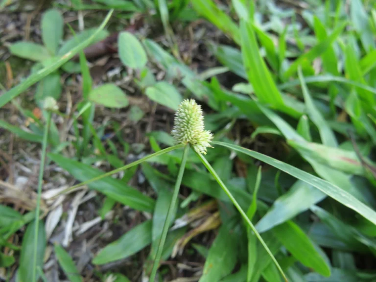 Rio do Sul, Estrada do Morro do Funil (9)