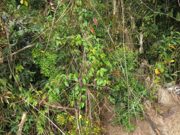Rio do Sul, área da arrozeira (66)