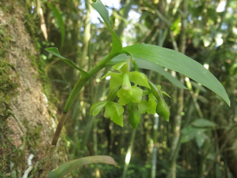 Rio do Sul, Serra divisa com Ibirama (62)