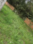 Rio do Sul, Bela Aliança (53)