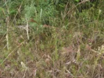 Rio do Sul, Bremer – green park e redondezas (103)