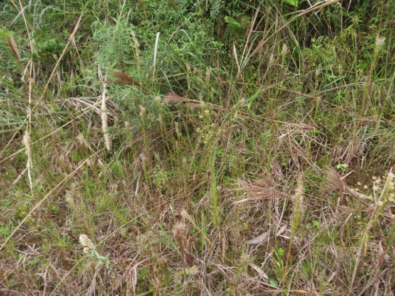 Rio do Sul, Bremer – green park e redondezas (103)