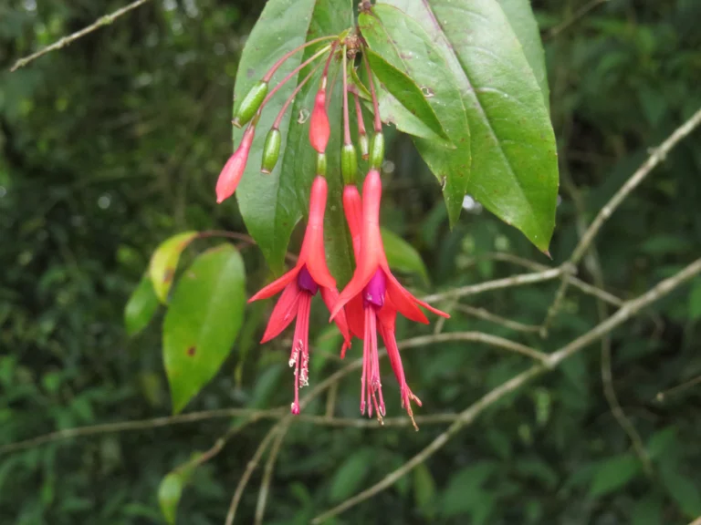 Rio do Sul, Fazenda na divisa com Ibirama (138)