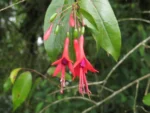 Rio do Sul, Fazenda na divisa com Ibirama (142)