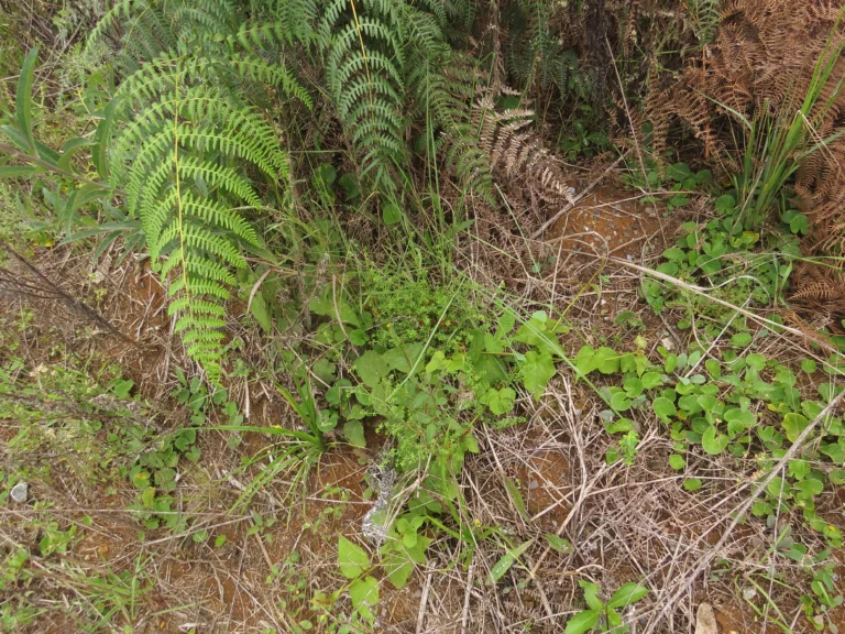 Rio do Sul, Progresso – RPPN Parque das Borboletas (174)