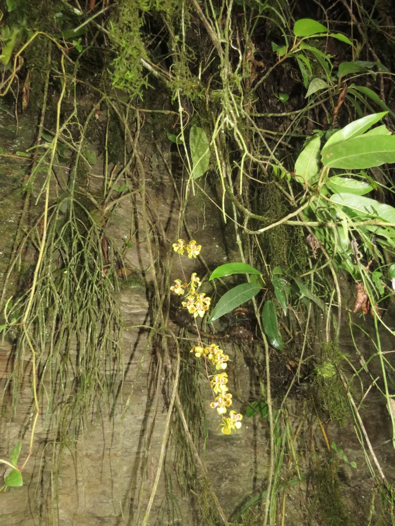 Rio do Sul, Fazenda na divisa com Ibirama (222)