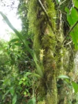 Rio do Sul, Serra divisa com Ibirama (53)