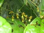 Rio do Sul, Fazenda na divisa com Ibirama (533)