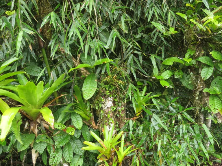 Rio do Sul, Fazenda na divisa com Ibirama (544)