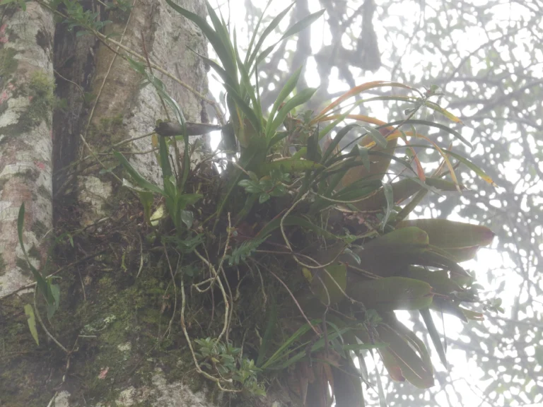 Rio do Sul, Fazenda na divisa com Ibirama (612)