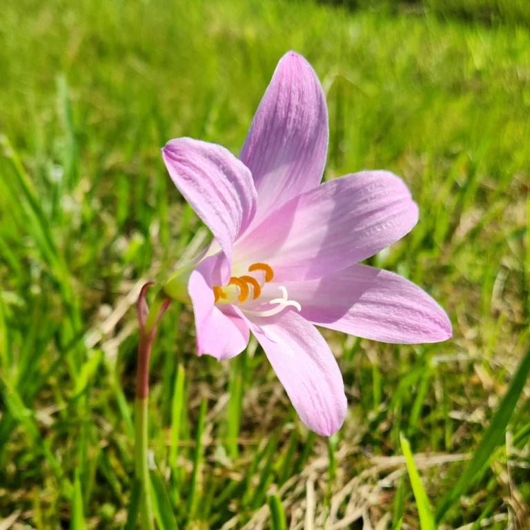 Zephyranthes robustus (1)