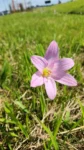 Zephyranthes robustus (2)