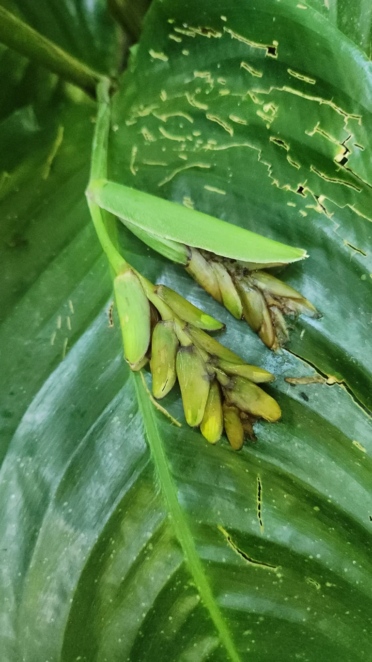 Ctenanthe muellerii (2)