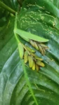 Ctenanthe muellerii (2)