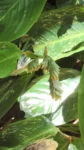Ctenanthe muellerii (1)