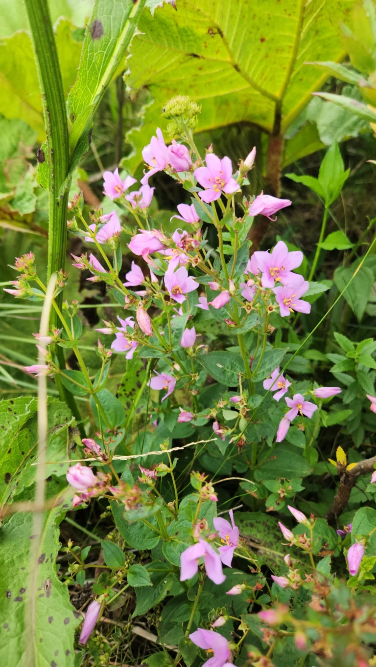 Rhynchanthera brachyrhyncha