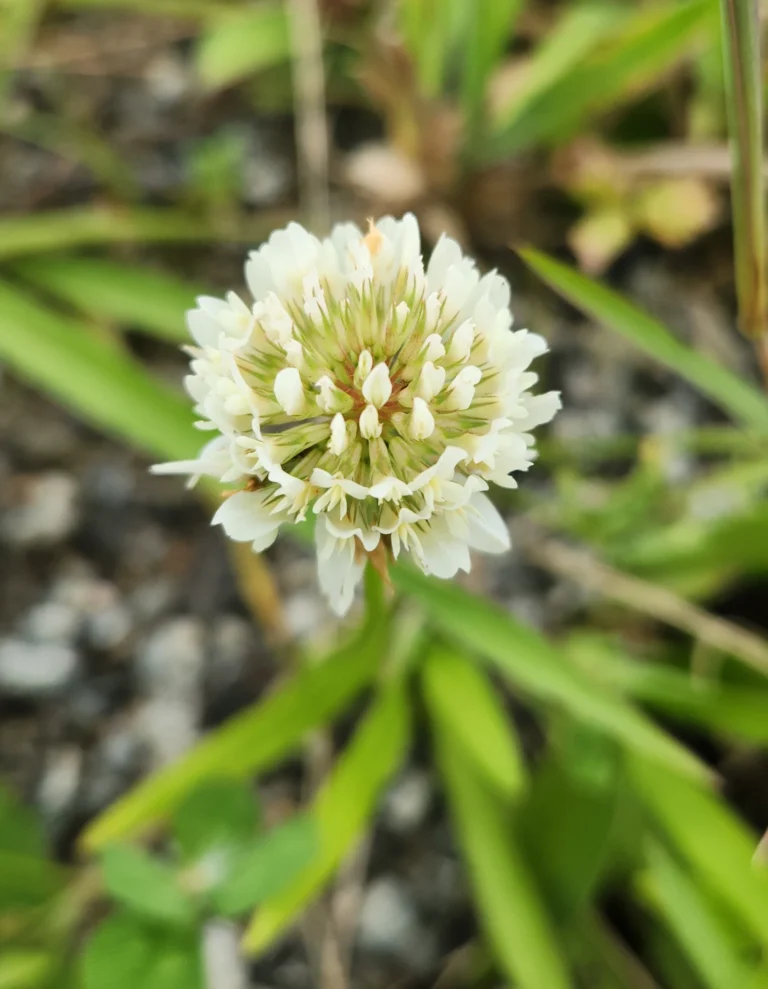 Trifolium repens (1)