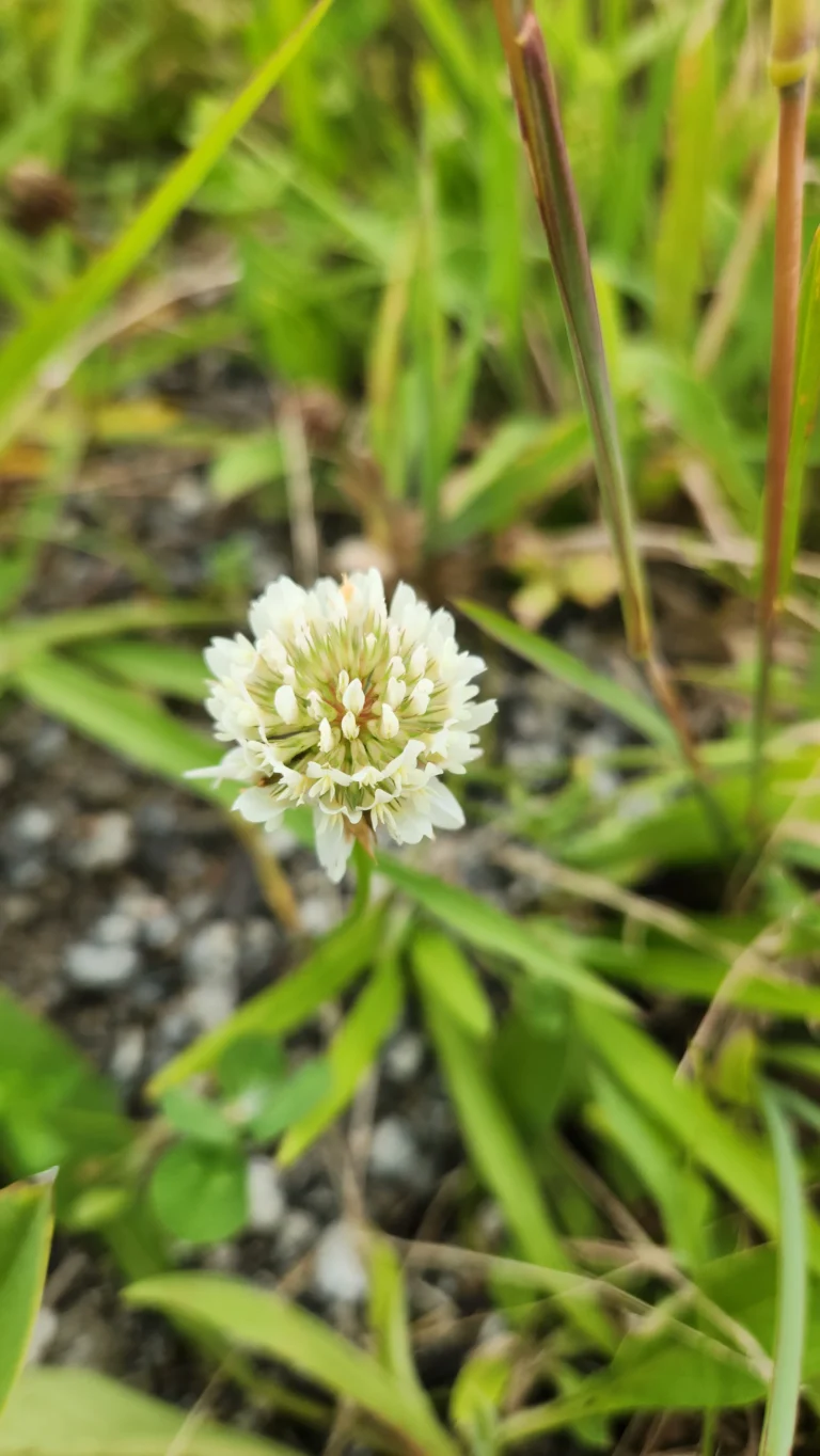 Trifolium repens (2)