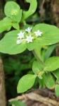 Richardia brasiliensis (4)