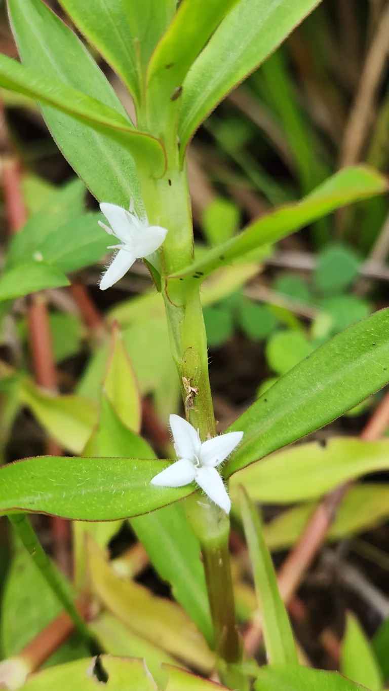 Diodia saponariifolia (3)