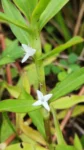 Diodia saponariifolia (3)