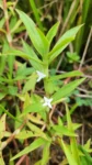 Diodia saponariifolia (2)