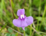 Utricularia tricolor (3)