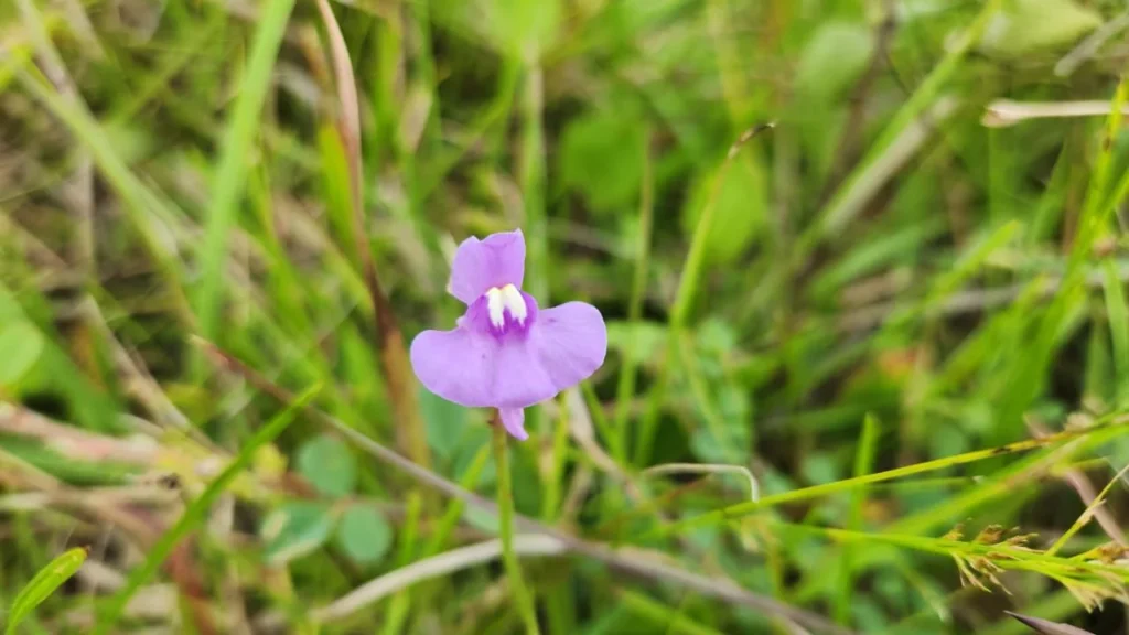 Utricularia tricolor (2)
