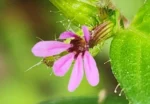 Cuphea carthagenensis (2)