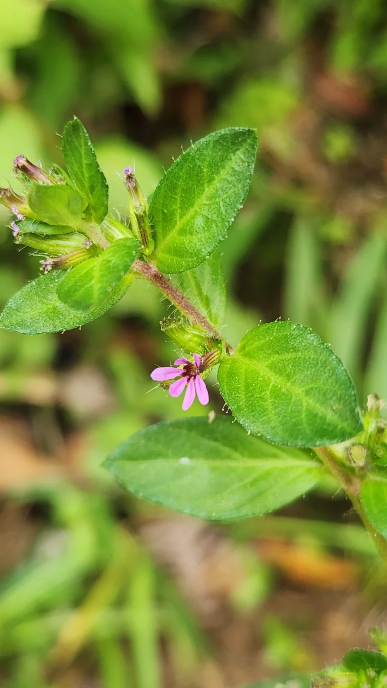 Cuphea carthagenensis (3)
