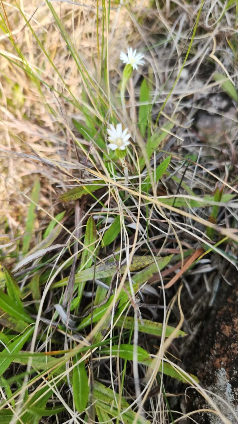 Cahaptalia graminifolia (3)