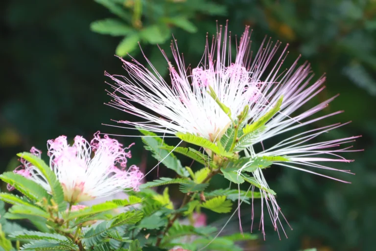 Calliandra selloi (2)