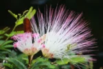 Calliandra selloi (5)