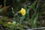 Oenothera parodiana (6)